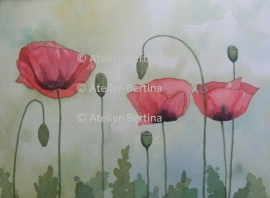 Poppies watercolor painting