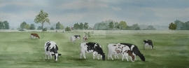 Koeien aquarel schilderij