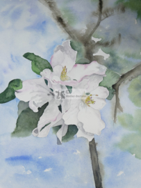 Appelbloesem aquarel schilderij