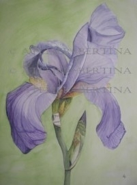 Iris aquarel schilderij