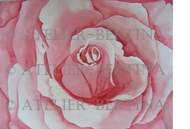 Rose watercolor painting