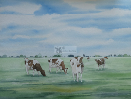 Roodbonte koeien aquarel schilderij