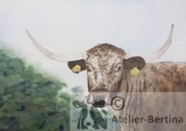 Engelse longhoorn aquarel schilderij