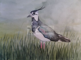 Lapwing watercolor painting