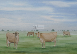 Jersy koeien aquarel schilderij