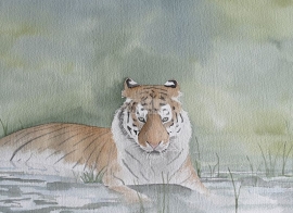 Tiger watercolor painting