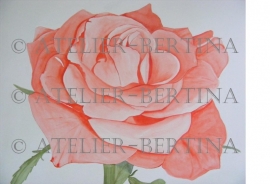 Rose watercolor painting