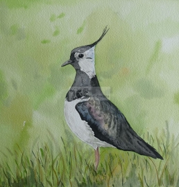 Lapwing watercolor painting