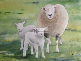 Sheep and lambs watercolor painting