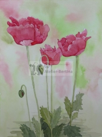 Poppies watercolor painting