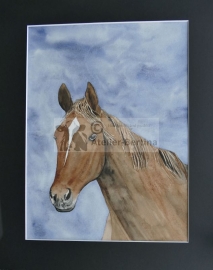 Paard aquarel schilderij