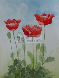 Poppies watercolor painting