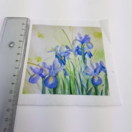 Iris stofje 10 cm