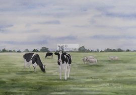 Koeien en schapen aquarel