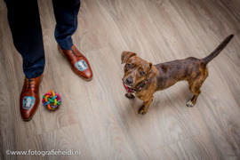 Schoenen beschilderen met koe