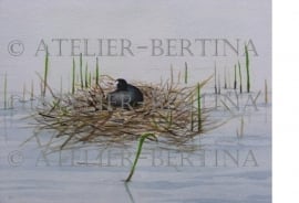 Coot on nest watercolor