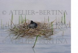 Meerkoet op nest aquarel 