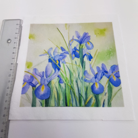 Iris  stofje 15 cm