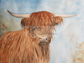 Schotse hooglander aquarel schilderij