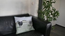 Cushion cow