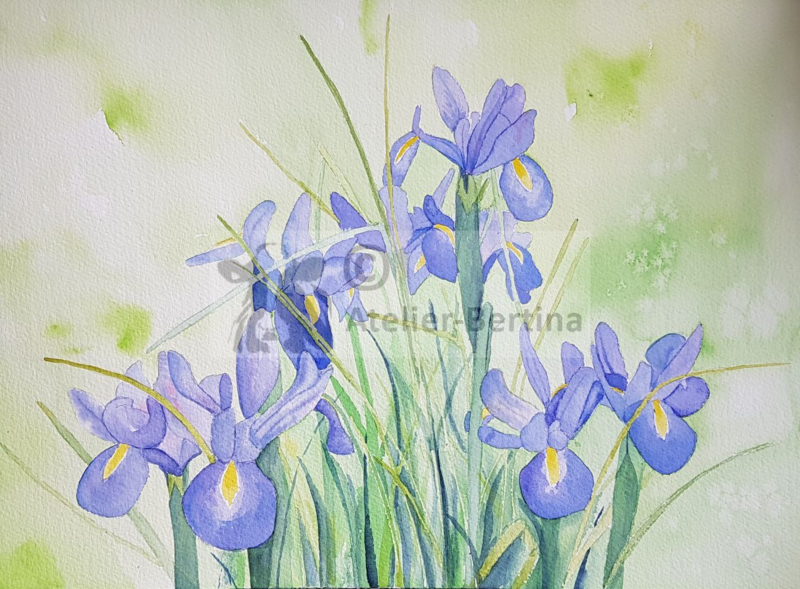 Irissen aquarel schilderij