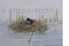 Meerkoet op nest aquarel