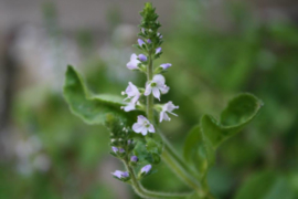Ereprijs, Mannetjes (herba) - Veronica officinalis - 10 gram - bio