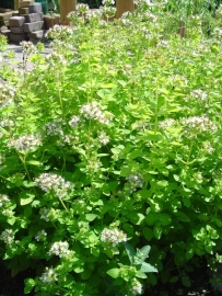 Marjolein (herba) "Origanum vulgare" - 10 gram