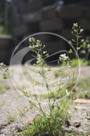Herderstasje (herba), "Capsella bursa pastoris" - 10 gram