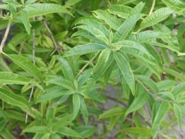 Citroenverbena (blad)  "Aloysia citrodora" - 10 gram