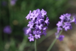 Tinctuur: Lavendel Ø - Lavandula angustifolia  - 100 ml