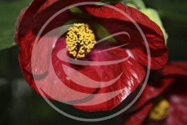 Hibiscus (bloem), "Hibiscus sabdariffa" - 10 gram