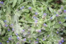 Ereprijs, Mannetjes (herba) - Veronica officinalis - biologisch 50 gram