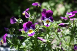 Tinctuur: Viooltje, Driekleurig Ø  - Viola tricolor - 100 ml