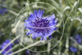 Korenbloem (bloem), “Centaurea cyanus” - 10 gram