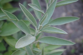 Tinctuur: Salie, echte- Ø  -  Salvia officinalis - 100 ml