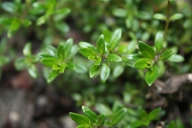 Bonenkruid (blad)  "Satureja hortensis" - 10 gram