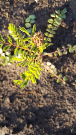 Plant: Pimpernel, kleine