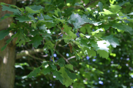 Tinctuur: Eikenbast Ø  -  Quercus robur - 100 ml