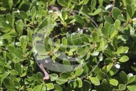 Beredruif (blad), "Arctostaphylos uva ursi" - 10 gram - bio