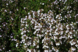 Tinctuur (BIO): Tijm Ø - Thymus vulgaris - 100 ml