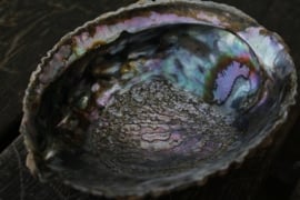 Wierookschelp: Abalone schelp