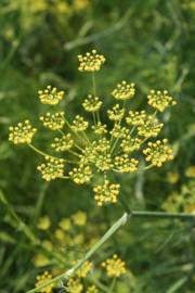 Tinctuur (BIO): Venkelzaad Ø  -  Foeniculum vulgare - 100 ml