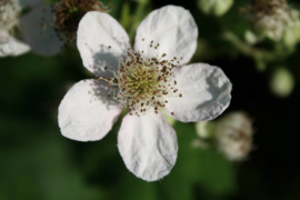 Braam (blad) - Rubus fruticosus - biologisch 30 gram