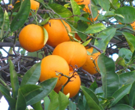 Tinctuur (BIO): Sinaasappelschil Ø - Citrus sinensis  - 100 ml