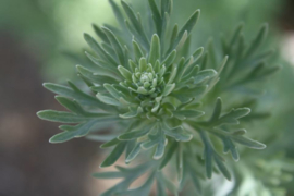 Plant: Absint alsem   (Artemisia absinthium)