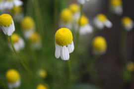 Kamille (bloem) - Matricaria chamomilla - biologisch 50 gram