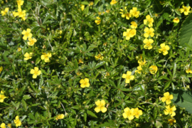 Tinctuur: Tormentil Ø  -  Potentilla erecta - 100 ml