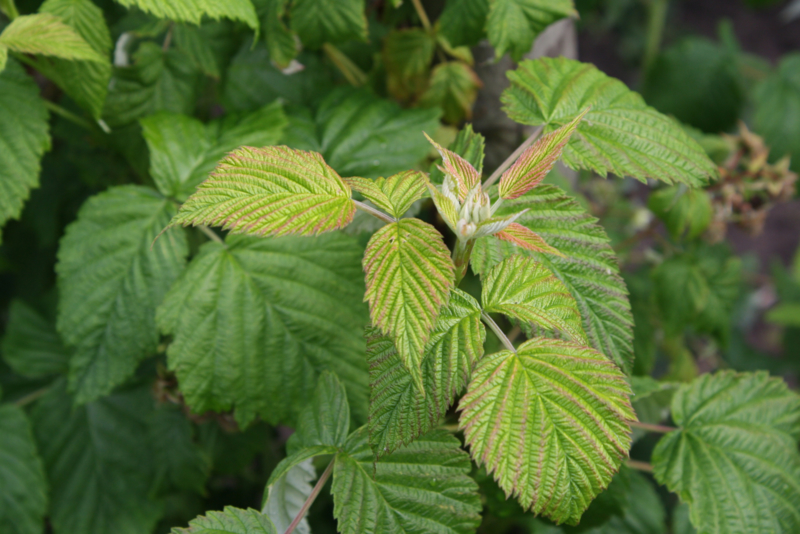 Framboos (blad) - Rubus idaeus -  biologisch 30 gram