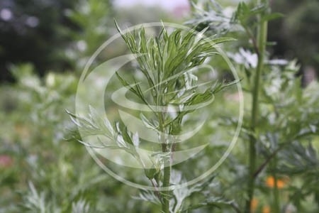 Bijvoet (herba)  "Artemisia vulgaris" - 10 gram - bio
